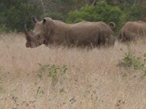 Rhinos pictured in the field in southern Africa